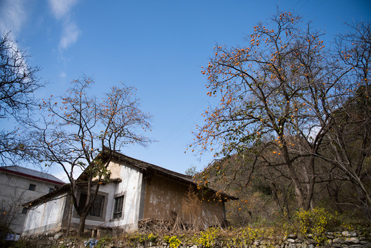 秦岭农村柿子树