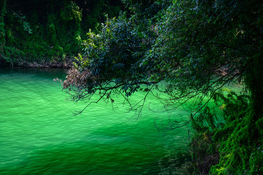 绿色湖水湖岸