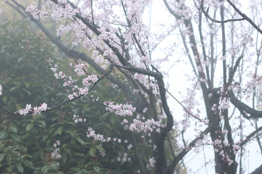 细雨中的樱花