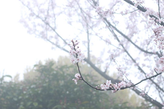 细雨中的樱花