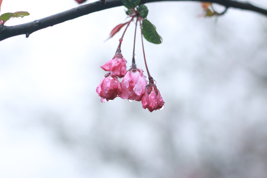 细雨中的樱花