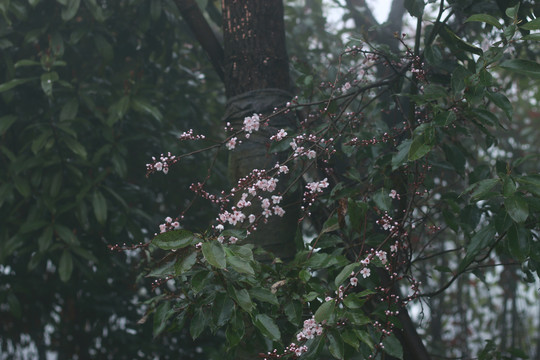 细雨中的樱花