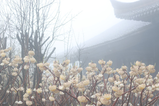 雨雾山寺