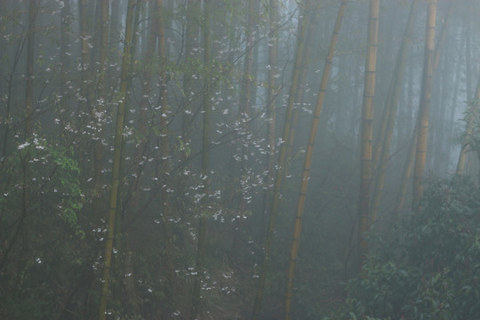 雨雾中的竹林