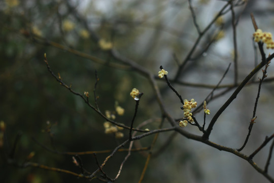 雾中的小花