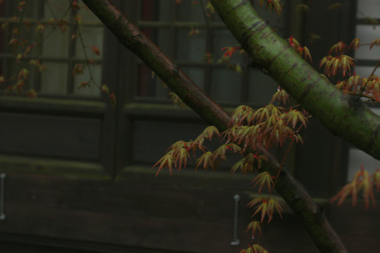 雨雾山寺