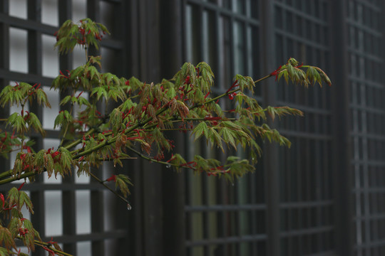 雨雾山寺