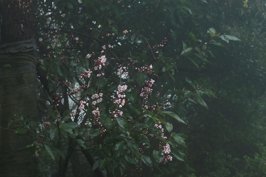 雨中的樱花