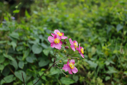 野棉花