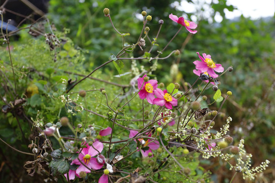 野棉花