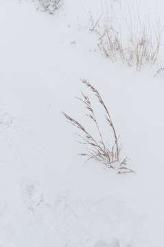 雪地