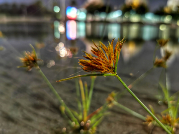 夜晚小草