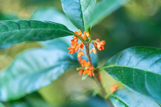 桂花丹桂