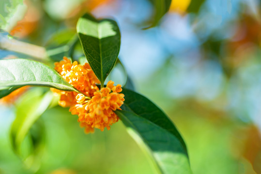 桂花金桂