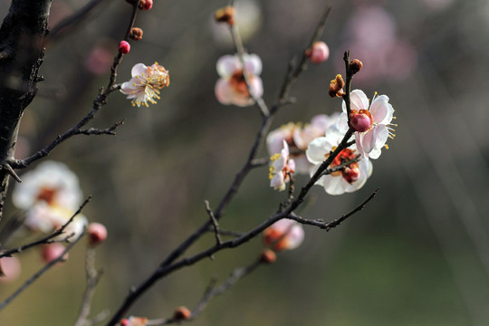 红梅花开