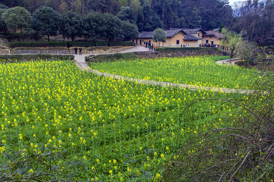 开满油菜花的韶山冲