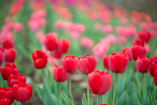 郁金香花园