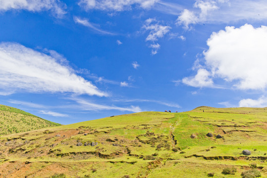 高山草场