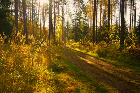 早晨的阳光穿过森林照在地面