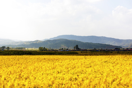 稻田远山风景