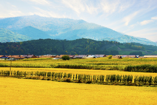 稻田风光