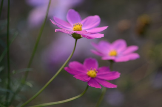 格桑花