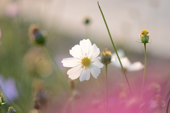 格桑花