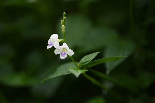 白花自然背景