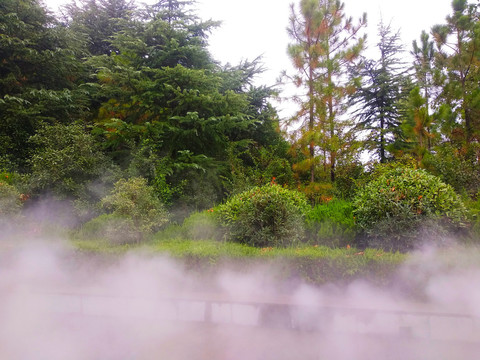 迷雾树林雾景