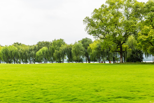 阳光绿树草地