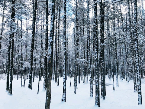 雪后的松林