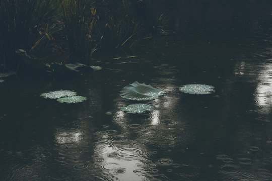 雨中荷叶