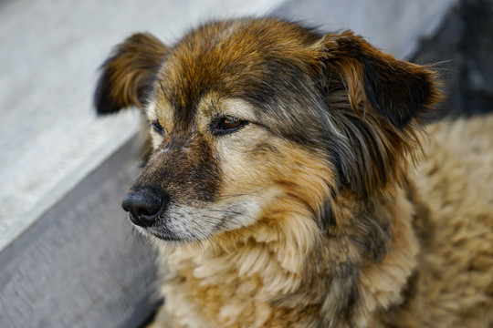 有气质的土狗中华田园犬