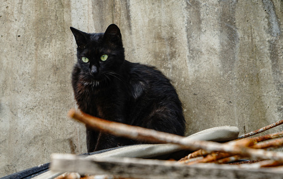 建筑工地的黑猫