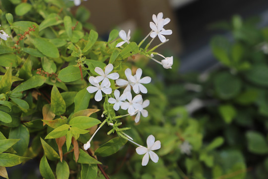 小白花