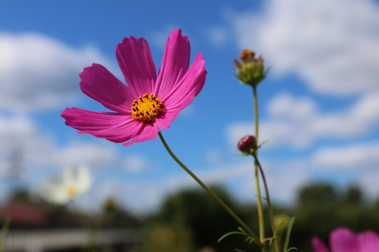 格桑花