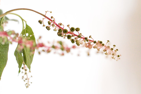 花草商陆