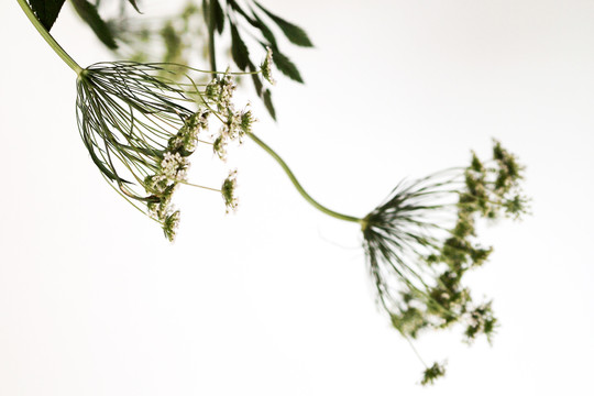 植物素材