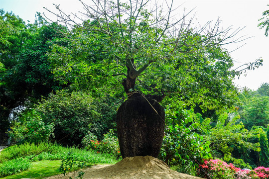 厦门园林植物园