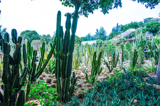 厦门园林植物园