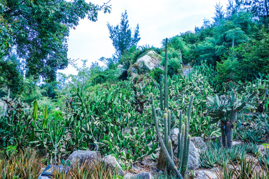 厦门园林植物园