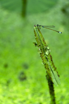 荷塘浮萍蜻蜓