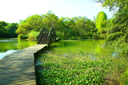 西溪湿地