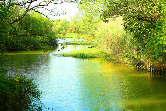 西溪湿地