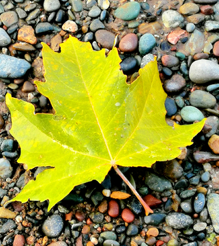 鹅卵石上的一片落叶