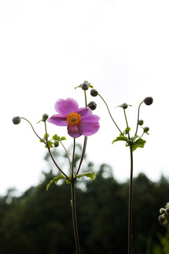 打破碗花花