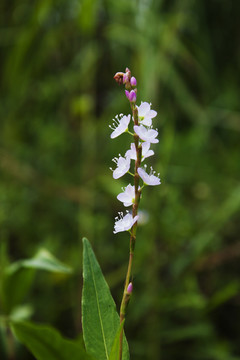 蚕茧草