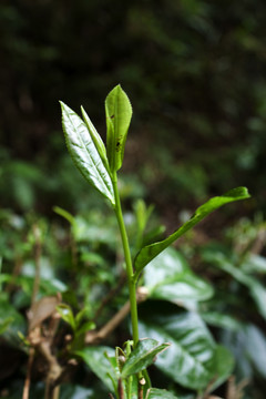 茶叶