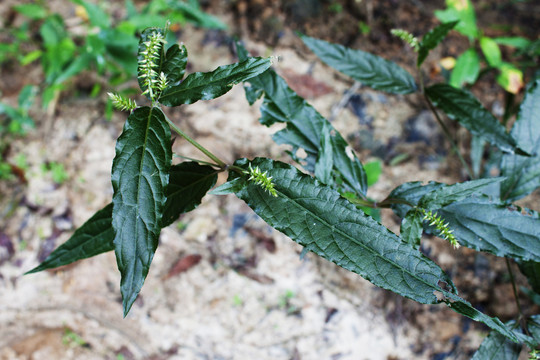 野生牛膝