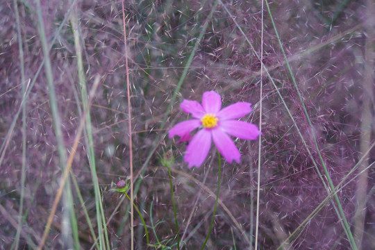 乱黛子花